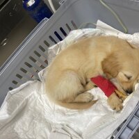 Golden Retriever, Köpek  Mia fotoğrafı