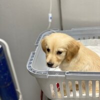 Golden Retriever, Köpek  Mia fotoğrafı