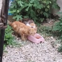 Tekir Kedi, Kedi  Tonton kardeşler fotoğrafı