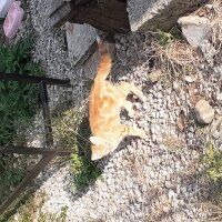 Tekir Kedi, Kedi  Tonton kardeşler fotoğrafı