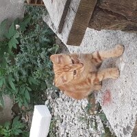 Tekir Kedi, Kedi  Tonton kardeşler fotoğrafı