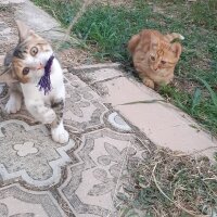 Tekir Kedi, Kedi  Tonton kardeşler fotoğrafı