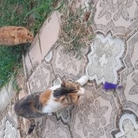 Tekir Kedi, Kedi  Tonton kardeşler fotoğrafı