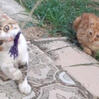 Tekir Kedi, Kedi  Tonton kardeşler fotoğrafı