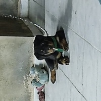 Rottweiler, Köpek  eva fotoğrafı