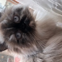 Chinchilla, Kedi  Duman fotoğrafı