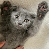 Scottish Fold, Kedi  Sirius fotoğrafı