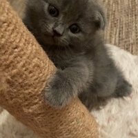 Scottish Fold, Kedi  Sirius fotoğrafı