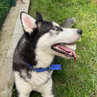 Sibirya Kurdu (Husky), Köpek  Layla fotoğrafı