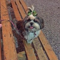 Shih Tzu, Köpek  Fıstık fotoğrafı