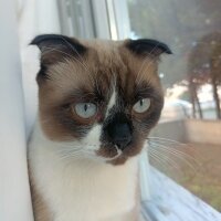 Scottish Fold, Kedi  Venüs fotoğrafı