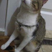 Tekir Kedi, Kedi  RIFKI  fotoğrafı