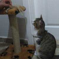 Tekir Kedi, Kedi  RIFKI  fotoğrafı