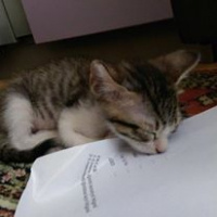 Tekir Kedi, Kedi  RIFKI  fotoğrafı