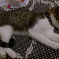 Tekir Kedi, Kedi  RIFKI  fotoğrafı