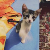 Tekir Kedi, Kedi  RIFKI  fotoğrafı