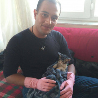 Tekir Kedi, Kedi  RIFKI  fotoğrafı