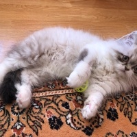 Chinchilla, Kedi  Muhittin fotoğrafı