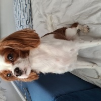 King Charles Spaniel, Köpek  Latte fotoğrafı