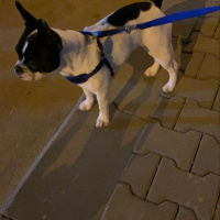 Fransız Bulldog, Köpek  dory fotoğrafı
