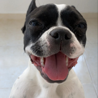 Fransız Bulldog, Köpek  dory fotoğrafı
