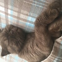 Scottish Fold, Kedi  Datwi fotoğrafı