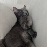 Nebelung, Kedi  Kedo fotoğrafı