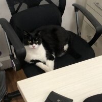 Tuxedo (Smokin) Kedi, Kedi  Panda fotoğrafı