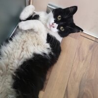 Tuxedo (Smokin) Kedi, Kedi  Panda fotoğrafı