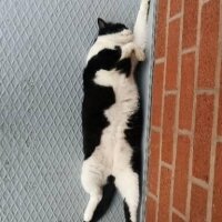 Tuxedo (Smokin) Kedi, Kedi  Panda fotoğrafı