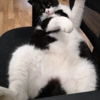 Tuxedo (Smokin) Kedi, Kedi  Panda fotoğrafı