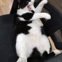 Tuxedo (Smokin) Kedi, Kedi  Panda fotoğrafı