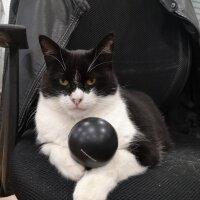 Tuxedo (Smokin) Kedi, Kedi  Panda fotoğrafı