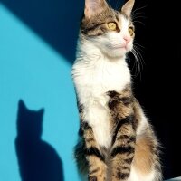 Tekir Kedi, Kedi  Luna fotoğrafı