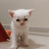 British Shorthair, Kedi  Sütlaç fotoğrafı