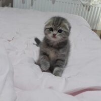 Scottish Fold, Kedi  Alex fotoğrafı