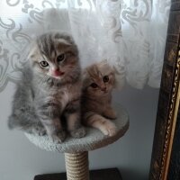 Scottish Fold, Kedi  Alex fotoğrafı