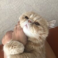 Exotic Shorthair, Kedi  Simba fotoğrafı