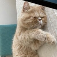 Exotic Shorthair, Kedi  Simba fotoğrafı