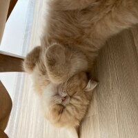 Exotic Shorthair, Kedi  Simba fotoğrafı