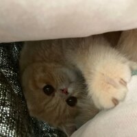 Exotic Shorthair, Kedi  Simba fotoğrafı