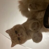 Exotic Shorthair, Kedi  Simba fotoğrafı