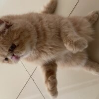 Exotic Shorthair, Kedi  Simba fotoğrafı