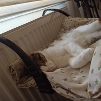 Soke, Kedi  Hera fotoğrafı