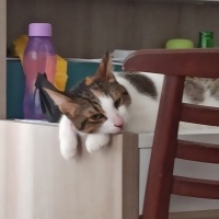 Soke, Kedi  Hera fotoğrafı
