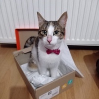 Soke, Kedi  Hera fotoğrafı
