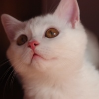 British Shorthair, Kedi  Hera fotoğrafı