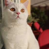 British Shorthair, Kedi  Hera fotoğrafı