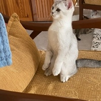 British Shorthair, Kedi  Zeus fotoğrafı