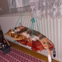 Tekir Kedi, Kedi  Şans fotoğrafı